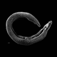 Illustration for article titled What A Prehistoric Parasite Reveals About Humans And Disease
